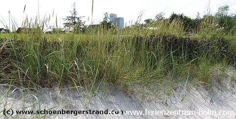 Blick vom Strand auf Holm